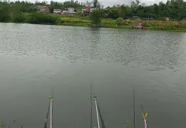 在荆州长江钓鱼的技巧(2021荆州长江禁止钓鱼通知) 在荆州长江钓鱼的技巧(2021荆州长江禁止钓鱼通知)