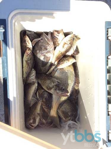 蓬莱在哪海钓(蓬莱在哪海钓鱼好)