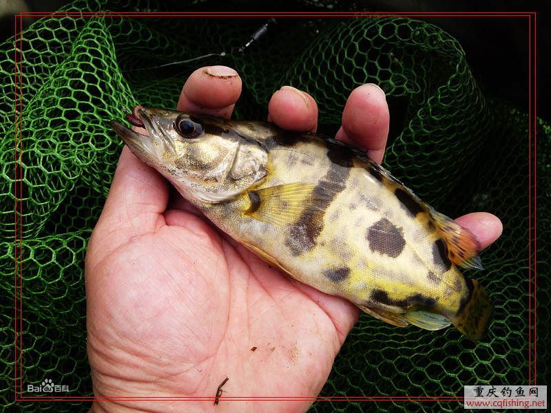 垂钓母猪壳技巧(垂钓母猪壳技巧图解)