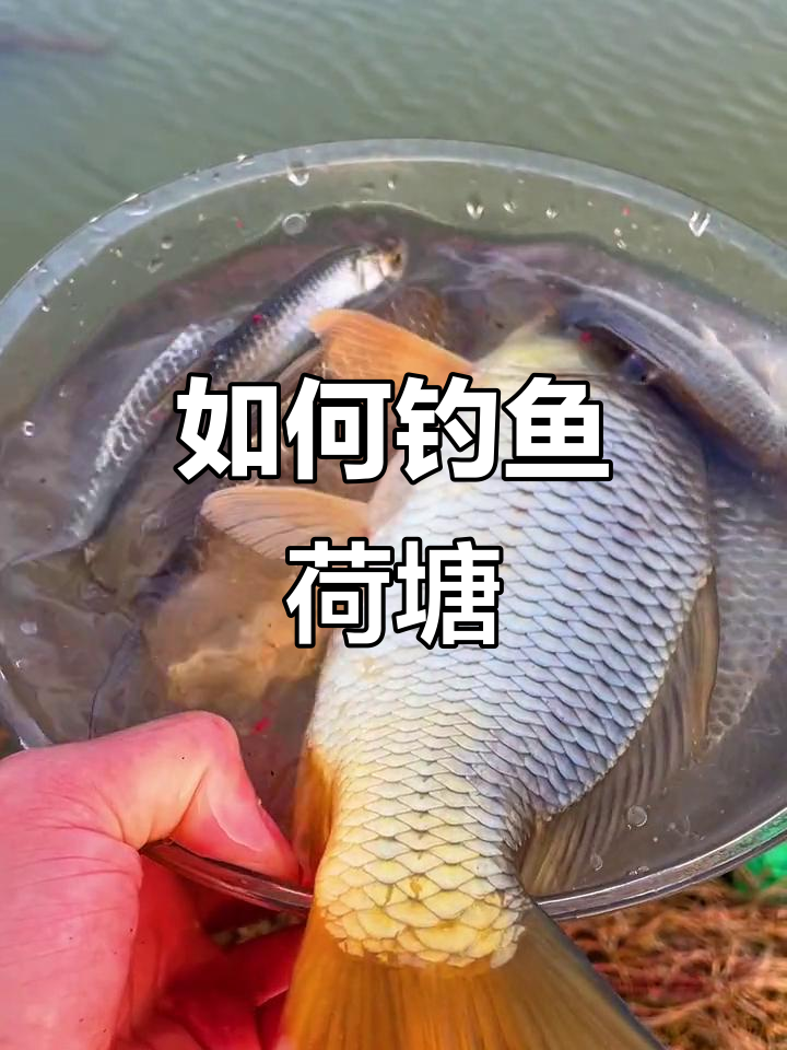 江南冬钓荷塘技巧(xbox无法连接无线网络)