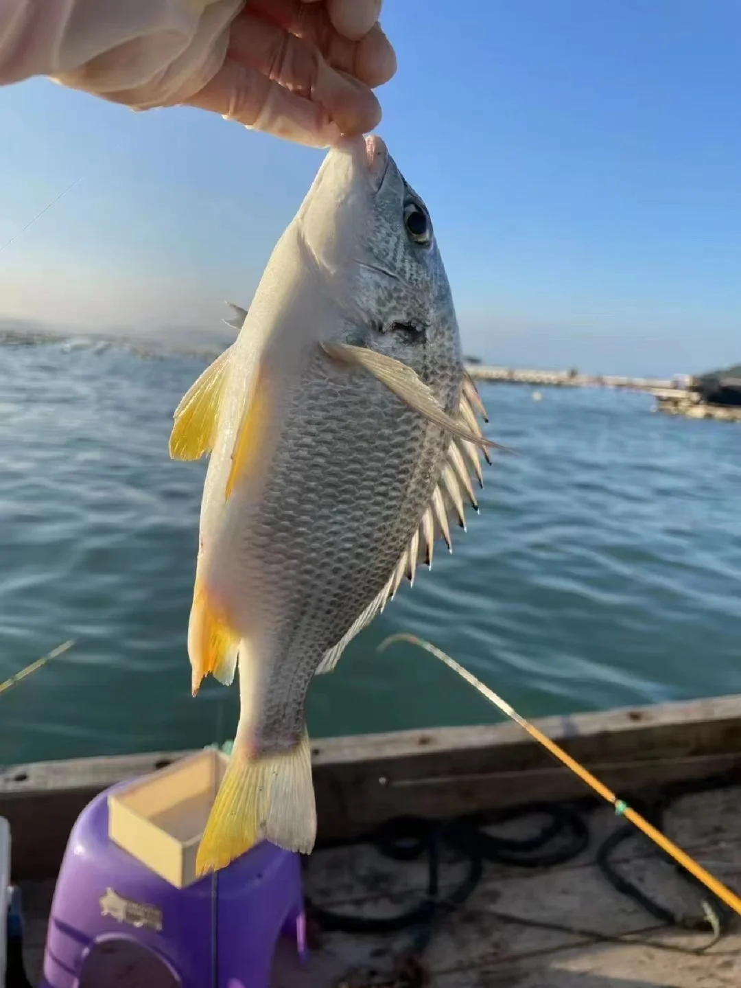 潍坊港海钓2018(2018南油海钓费用)