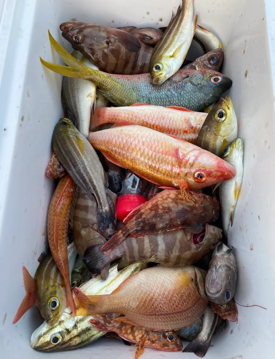 天津夏季海钓鱼种(天津海边钓鱼什么鱼多)