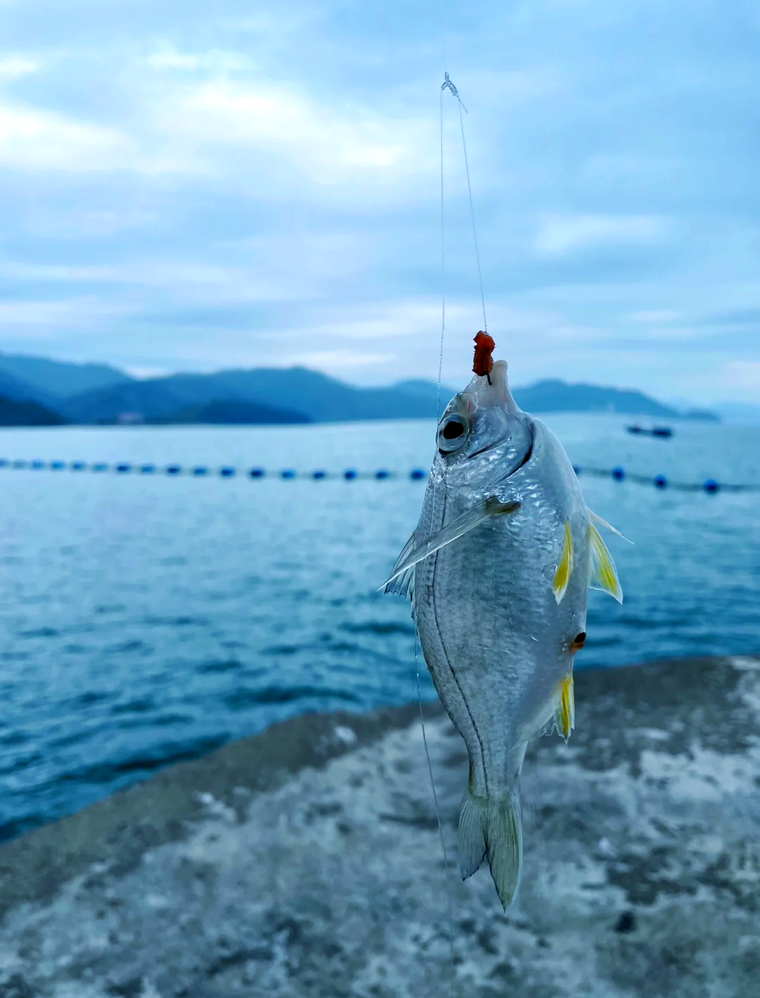 惠州阿婆角桥墩海钓(惠州那里可以赶海抓海鲜) 惠州阿婆角桥墩海钓(惠州那里可以赶海抓海鲜)