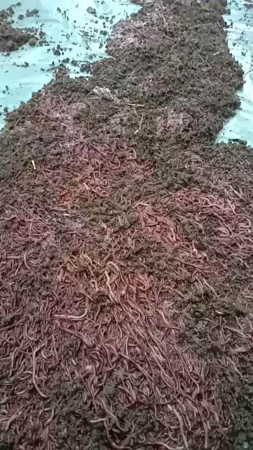 米康制作饵料技巧(米康制作饵料技巧图解) 米康制作饵料技巧(米康制作饵料技巧图解)