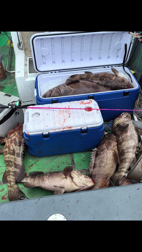 茂名有鱼排海钓吗(茂名哪里可以钓海鱼)