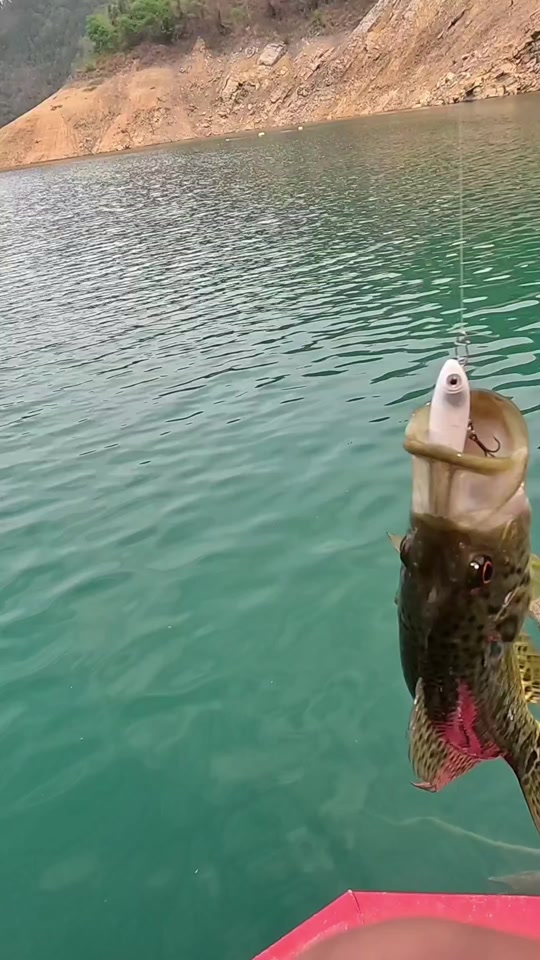 路亚钓鱼视频钓鱼视频(路亚钓鱼视频大全,路亚钓法教学讲解)