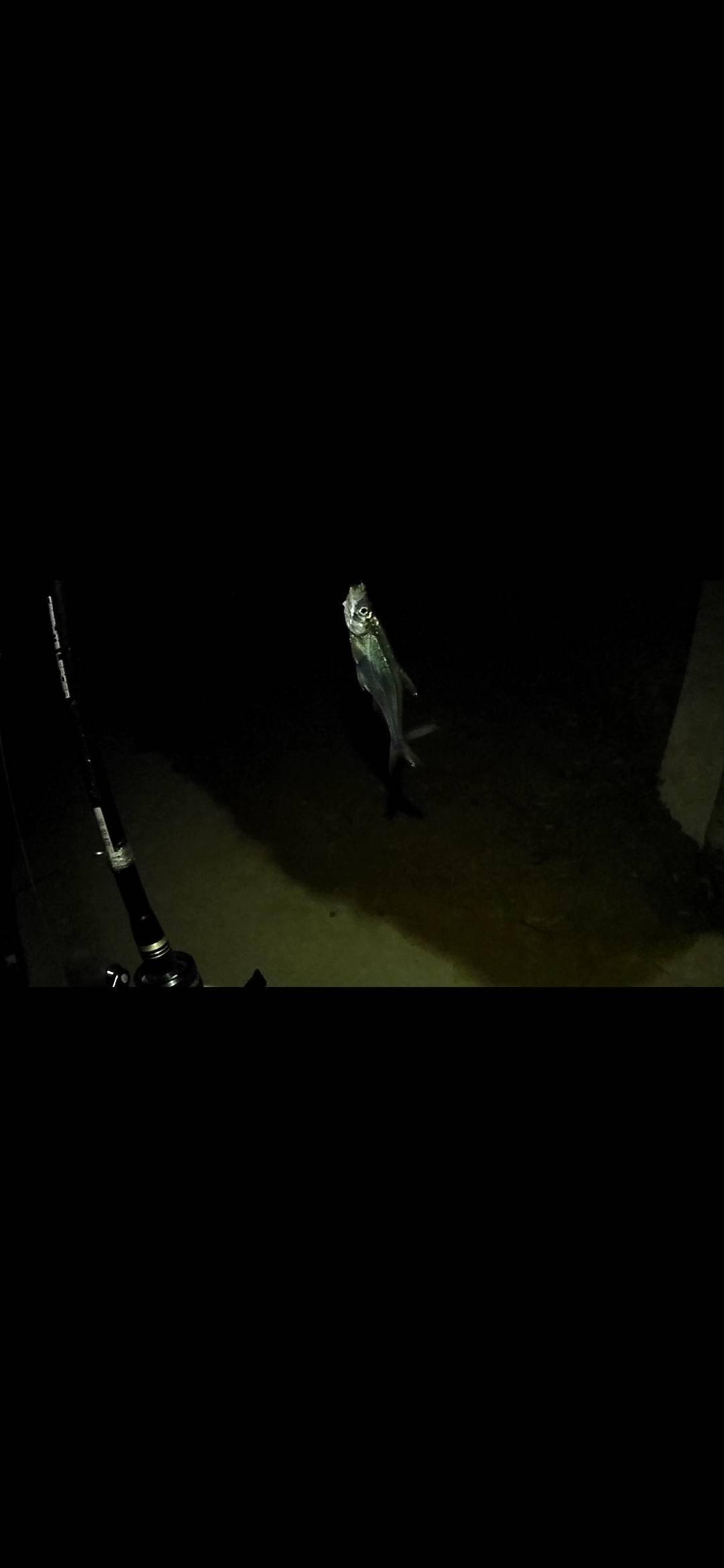 夜晚路亚黑鮶鱼技巧(路亚冬天可以钓什么鱼)