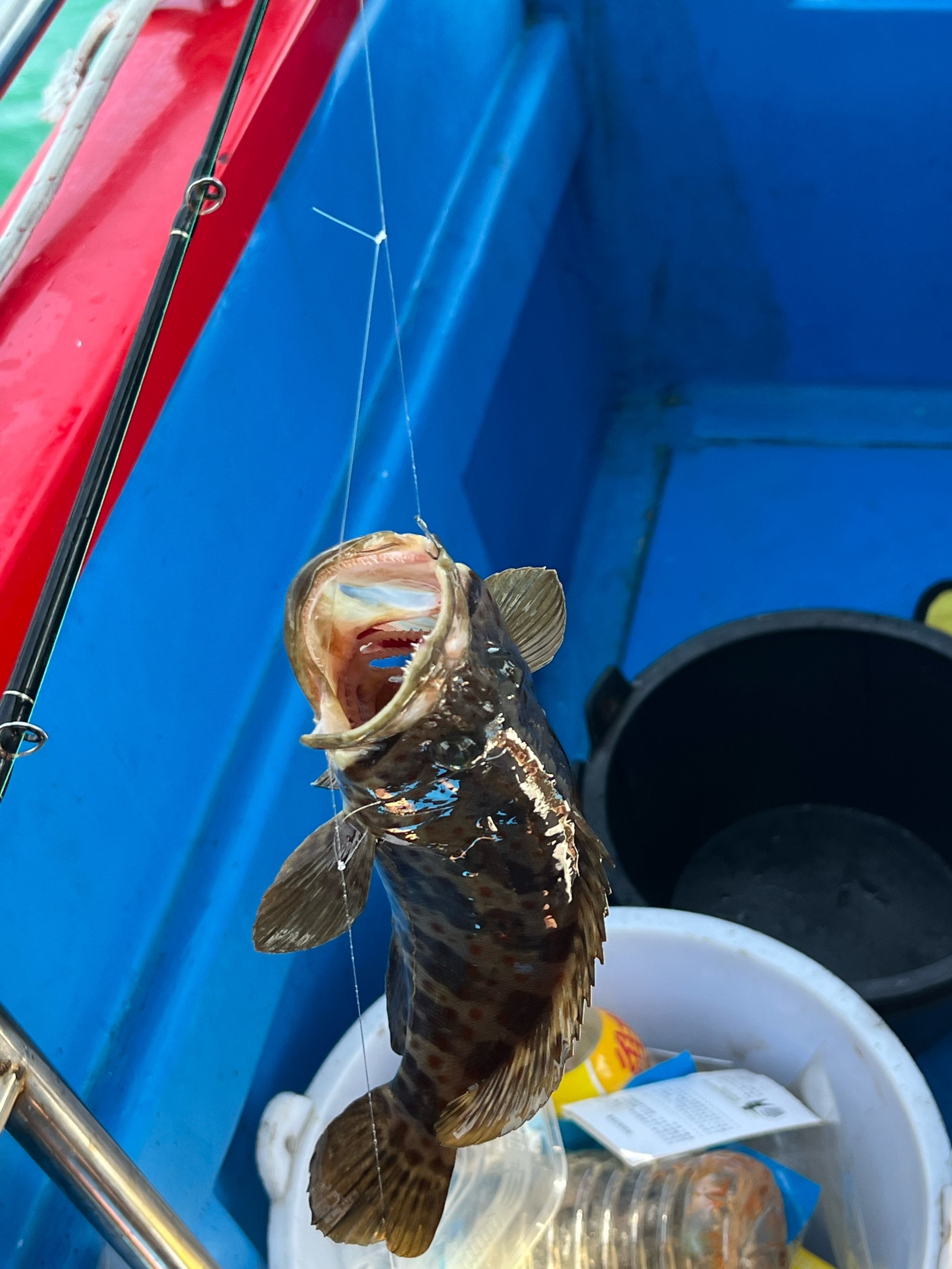 深圳海钓网站(深圳海钓网站有哪些)