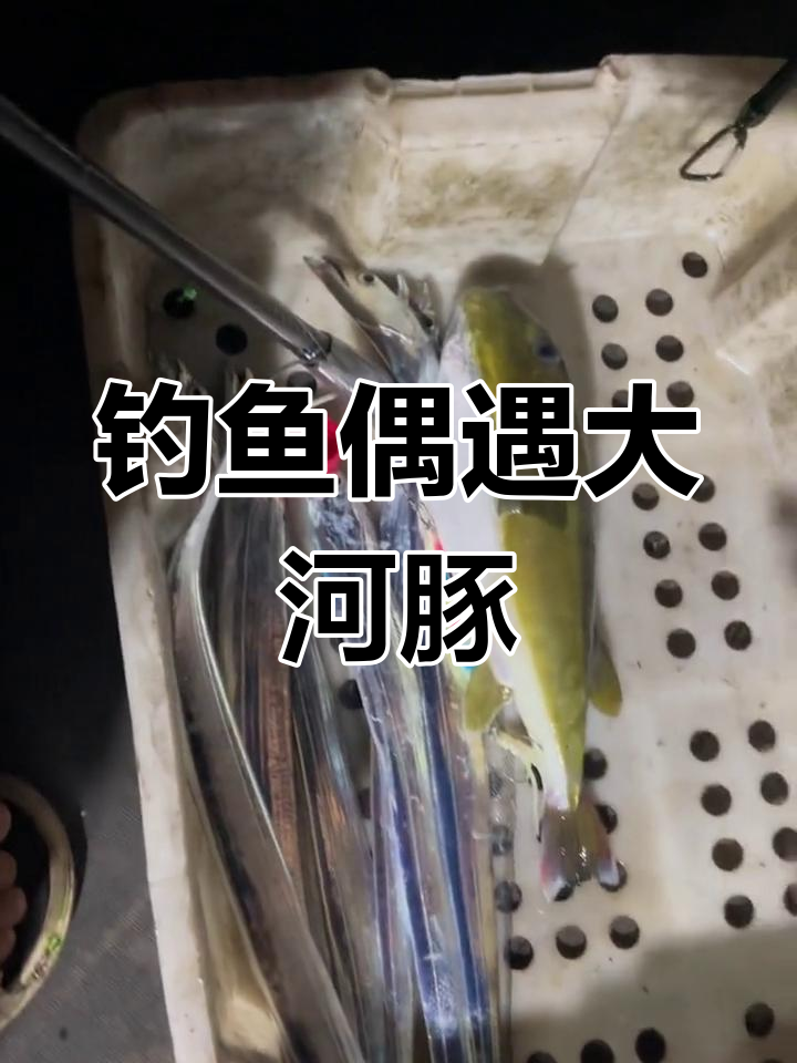 海钓如何躲避河豚(海钓怎么防止小河豚抢食) 海钓如何躲避河豚(海钓怎么防止小河豚抢食)