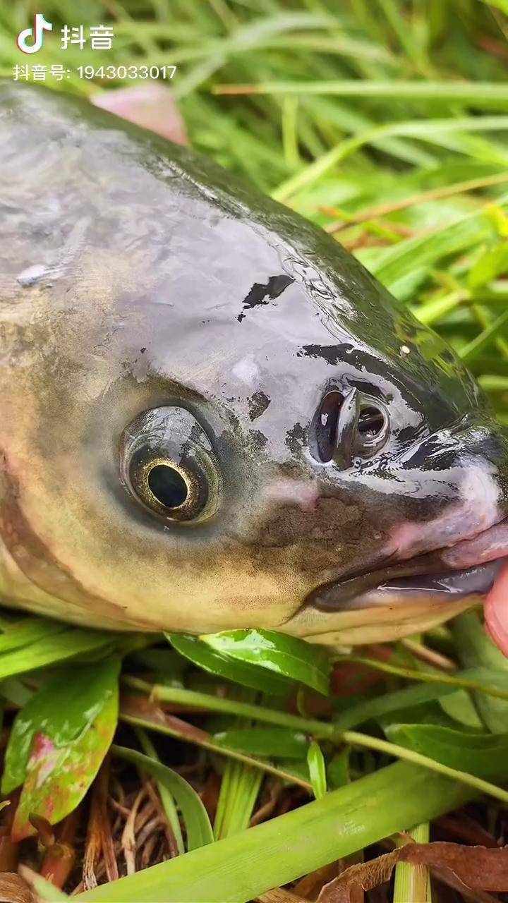 饵料过敏何时好(鱼饵料对手过敏以后就不能钓鱼了吗) 饵料过敏何时好(鱼饵料对手过敏以后就不能钓鱼了吗)