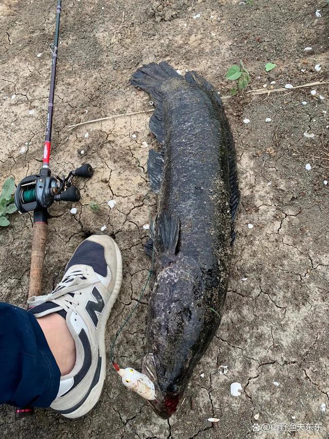 海钓黑鲪鱼(海钓黑鱼黄鱼钓法)