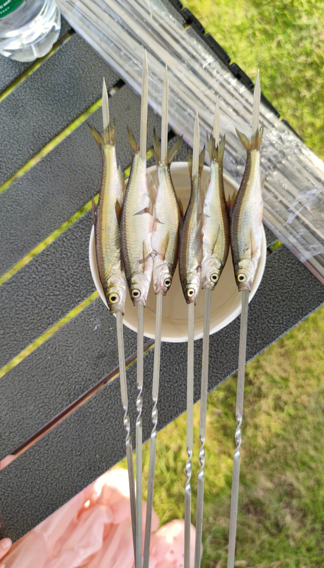 白条饵料鱼(白条饵料配方法) 白条饵料鱼(白条饵料配方法)