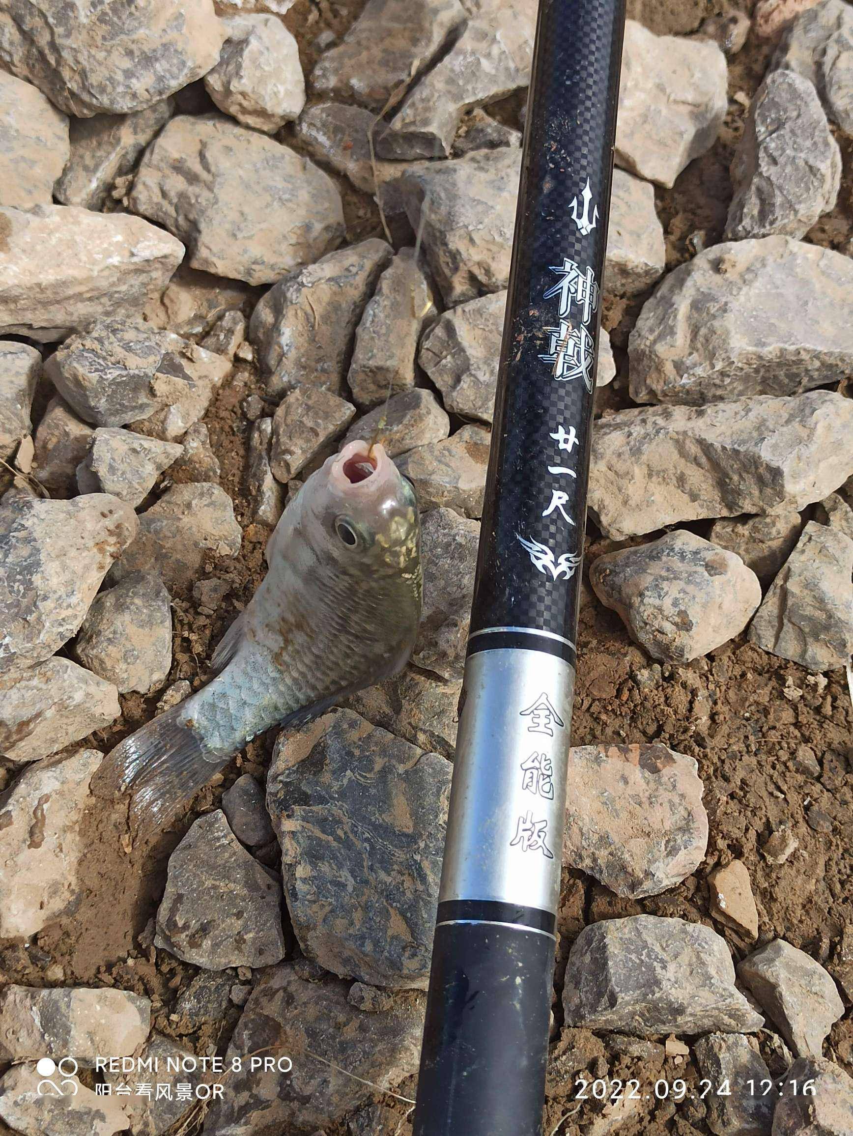 黄河海钓竿的用法(黄河钓鱼海竿用多大铅坠最好)