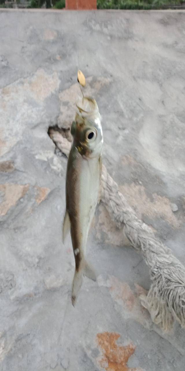 路亚白条什么好用(路亚白条什么线组最爱上鱼)