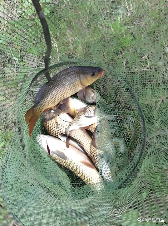 水库秋天夜钓鲤鱼技巧(水库秋天夜钓鲤鱼技巧视频) 水库秋天夜钓鲤鱼技巧(水库秋天夜钓鲤鱼技巧视频)