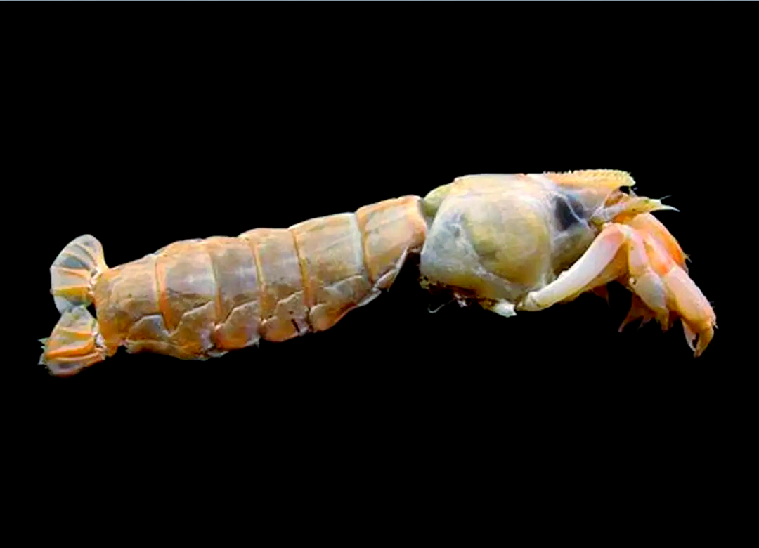 蝼蛄虾海钓效果(蝼蛄虾海钓效果好吗)