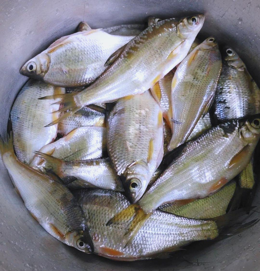 冬季筏钓翘嘴鱼技巧(冬季筏钓翘嘴用什么饵料)