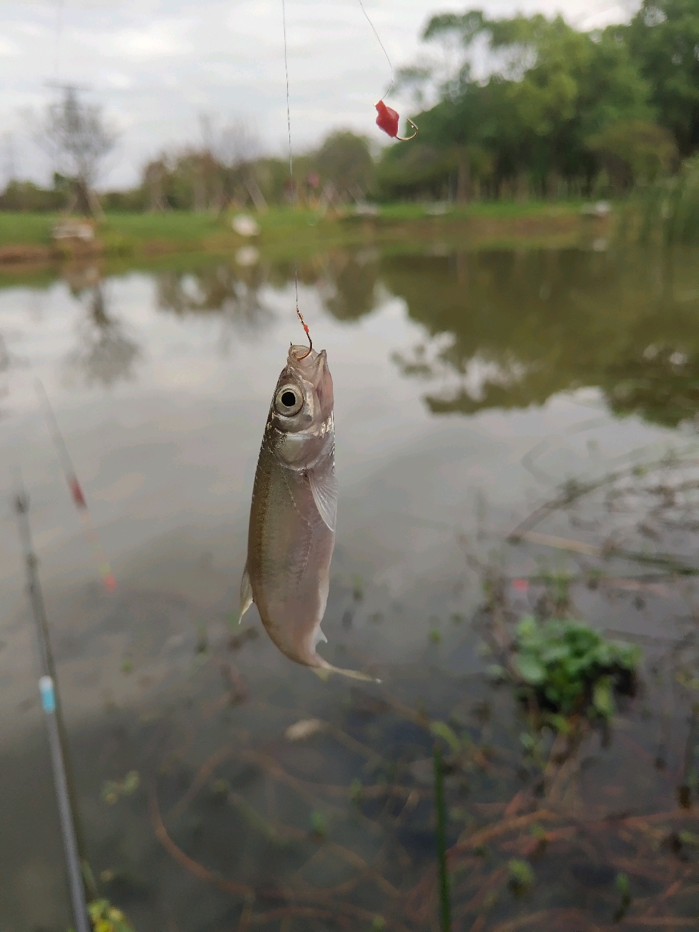 太仓路亚斤塘(太仓娄东路亚基地) 太仓路亚斤塘(太仓娄东路亚基地)