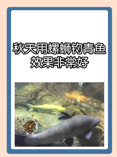 中秋时节钓鱼用饵技巧(中秋时节钓鱼用啥饵料好) 中秋时节钓鱼用饵技巧(中秋时节钓鱼用啥饵料好)