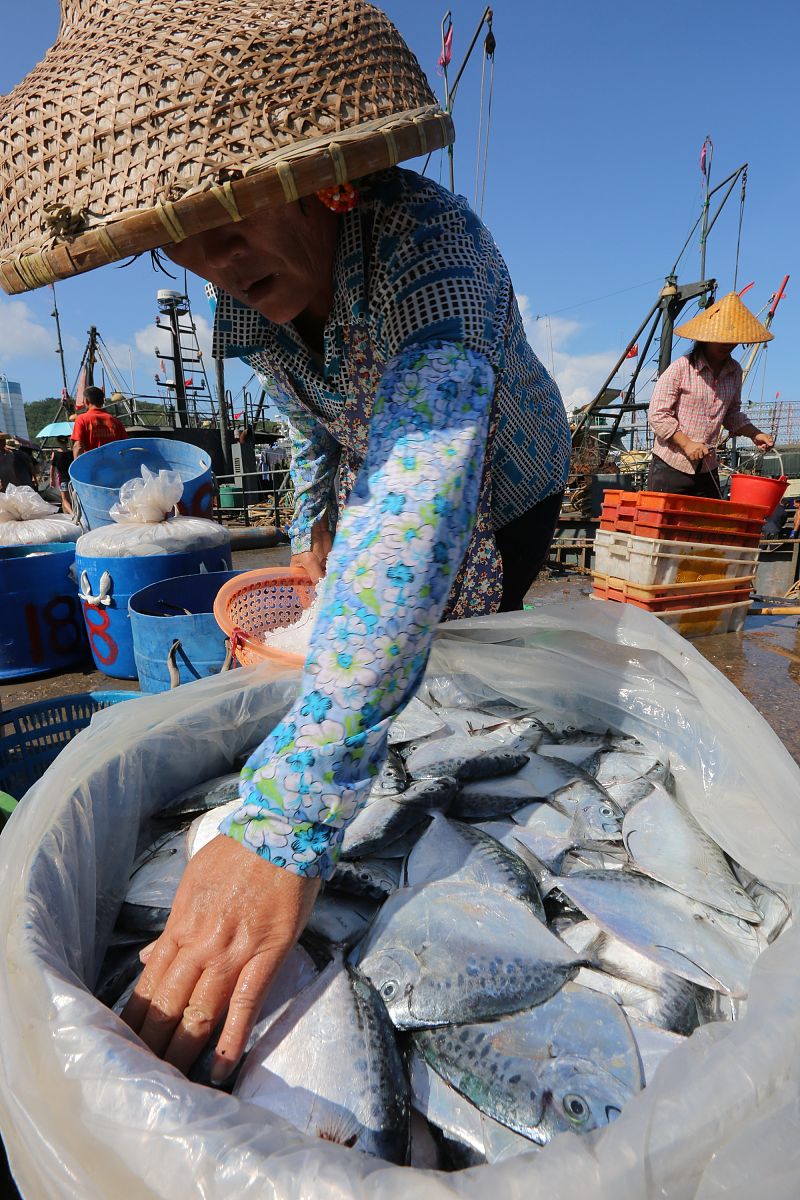 南澳鱼排海钓(南澳哪个鱼排鱼最多)
