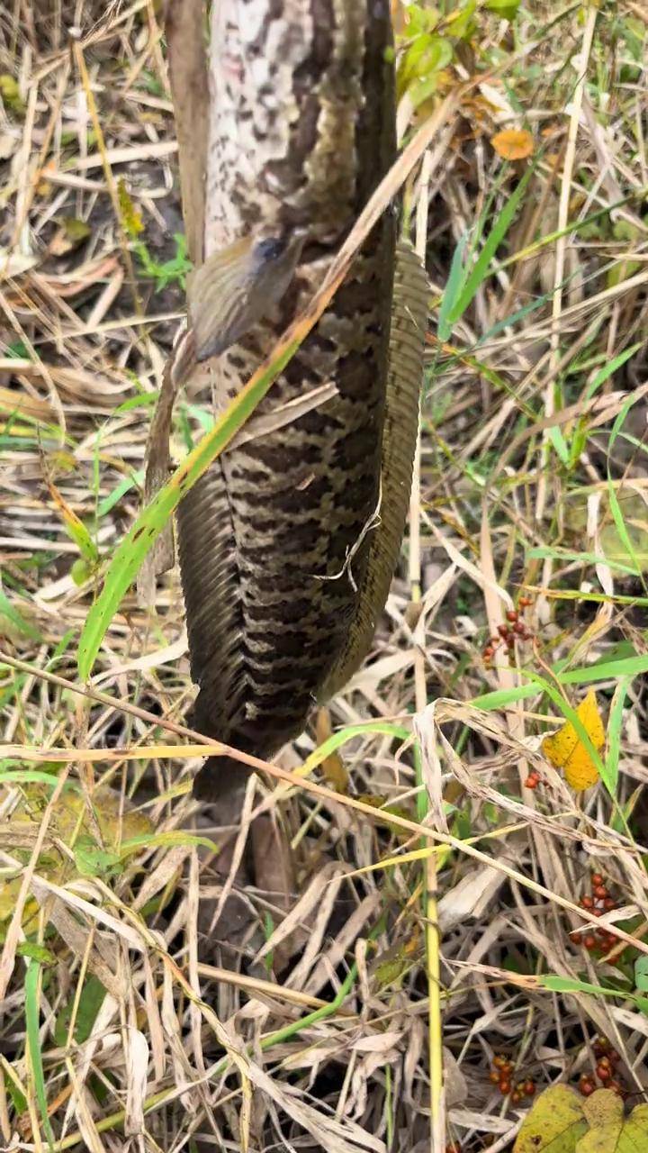 手竿钓黑鱼技巧(手竿钓黑鱼技巧视频教程)