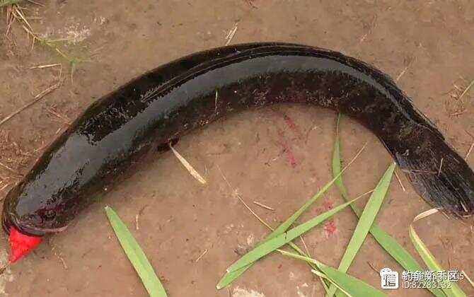 手竿钓黑鱼技巧(手竿钓黑鱼技巧视频教程)