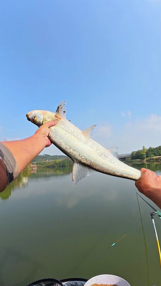 海钓钓玉米(海钓可以用玉米做饵料吗?)