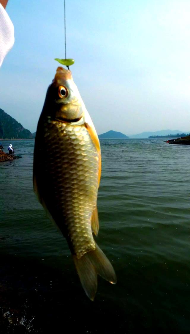 海钓钓玉米(海钓可以用玉米做饵料吗?)