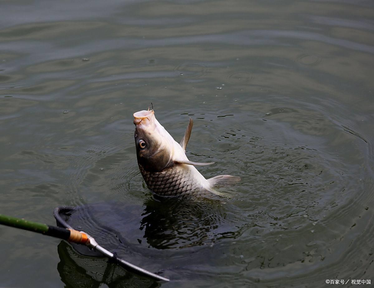 秋钓鲤鱼技巧(秋钓鲤鱼技巧视频教程)
