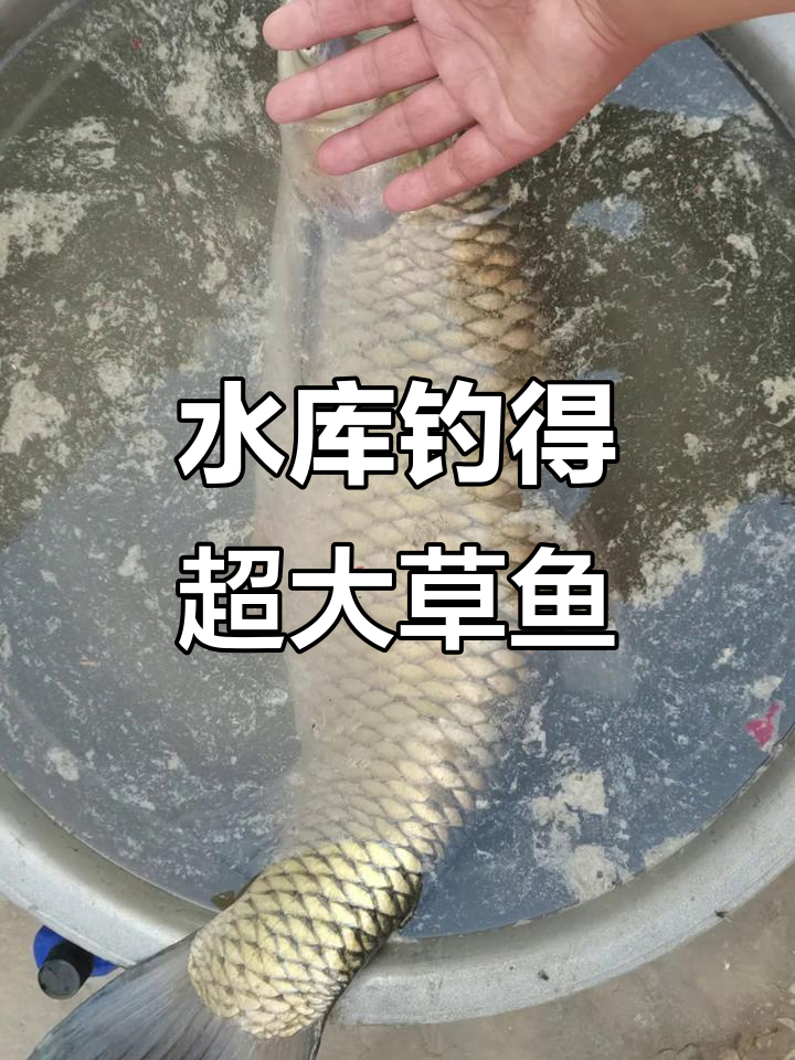 夏季水庫鈎草魚技巧.(夏季水库钩草鱼技巧和方法) 夏季水庫鈎草魚技巧.(夏季水库钩草鱼技巧和方法)