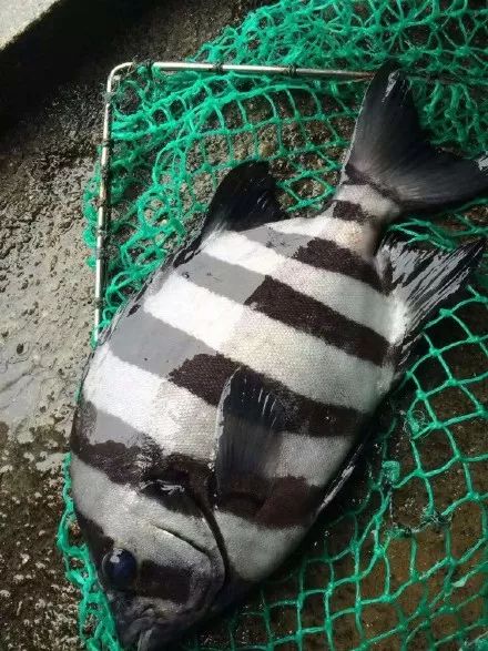 海钓石鲷钓组(钓石鲷用几号钩)