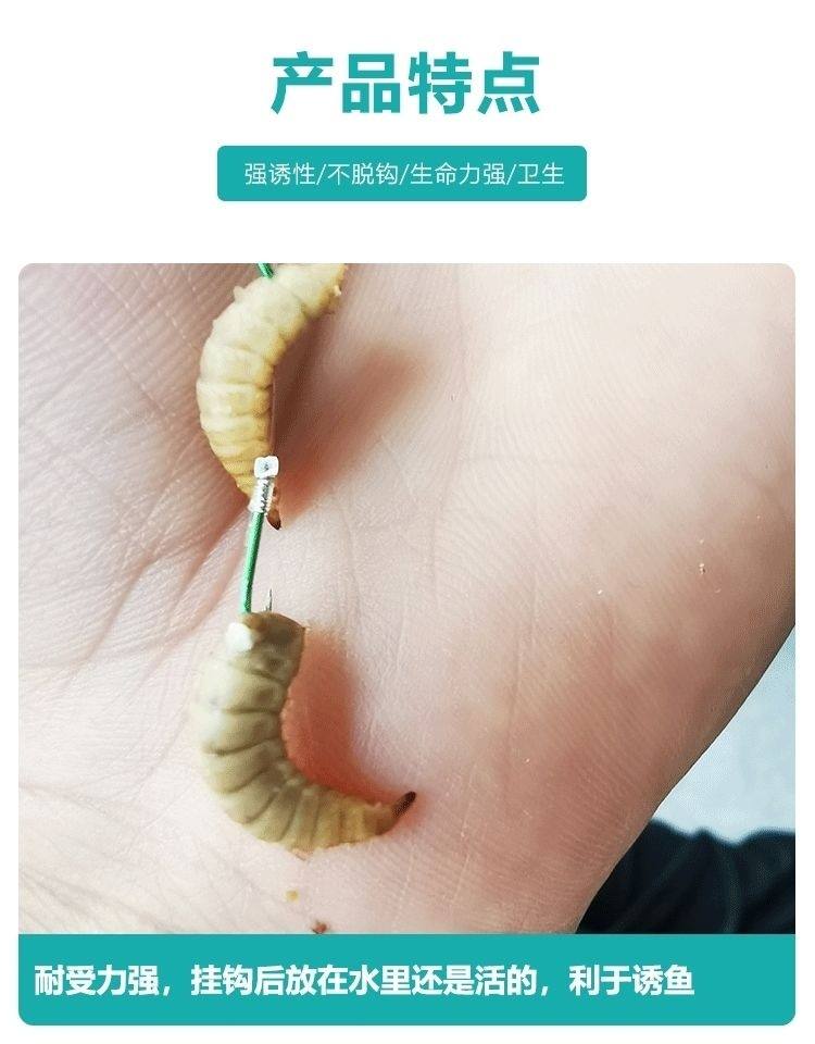 蝇蛆活体饵料(蝇蛆养鱼的饵料系数)