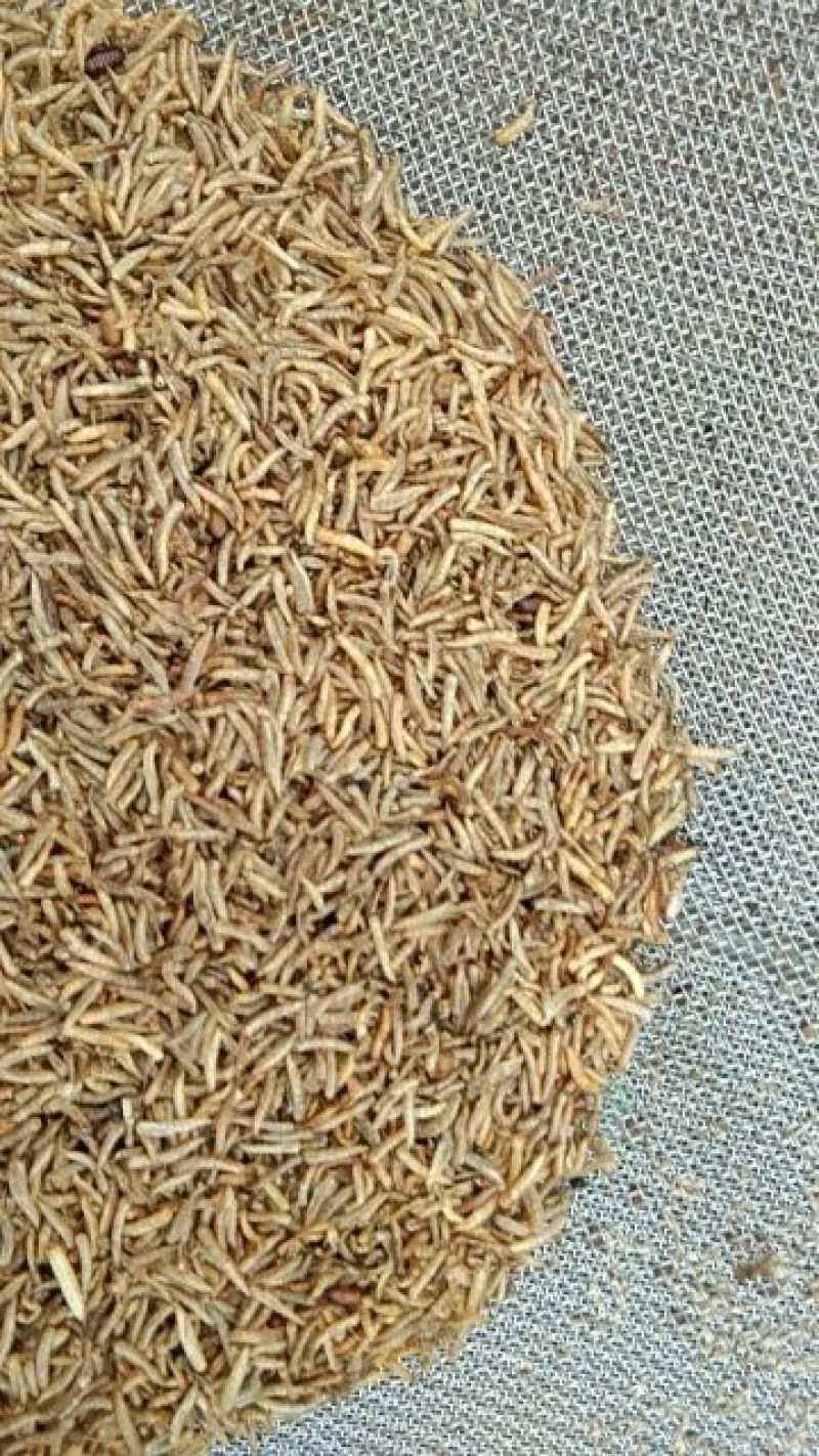 蝇蛆活体饵料(蝇蛆养鱼的饵料系数)