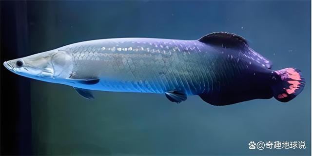 路亚巨骨舌鱼(巨骨舌鱼吧 百度贴吧)