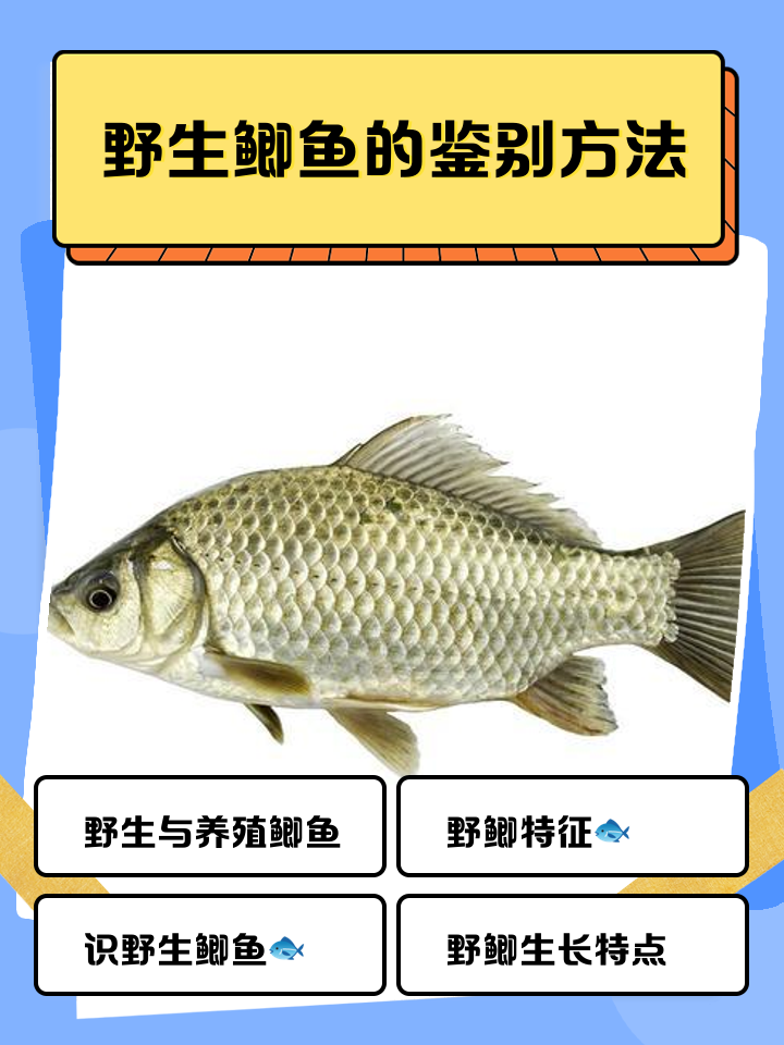 野河肉眼找鱼技巧(野河里怎么才能钓到大鱼) 野河肉眼找鱼技巧(野河里怎么才能钓到大鱼)