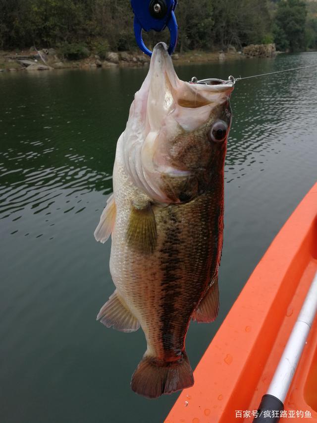 泰和路亚鲈鱼(泰和路亚鲈鱼养殖基地)