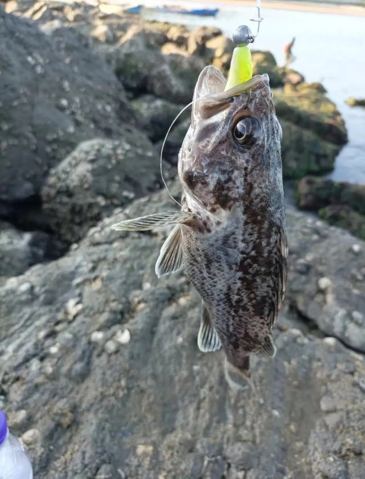 天津港口路亚(天津路亚资源怎么样)