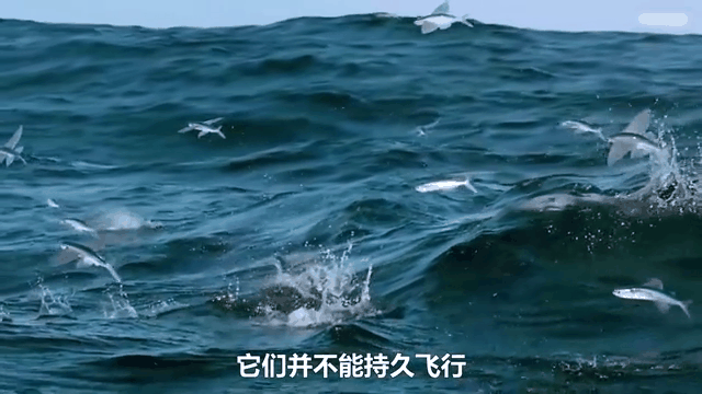 飞鱼技巧视频(飞鱼技巧视频教程)