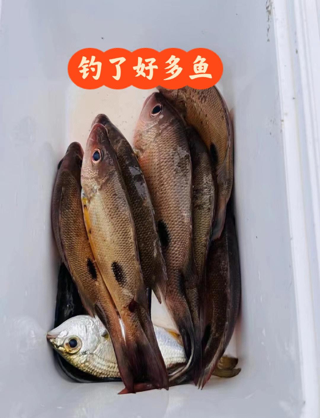 海钓水流急能钓到鱼吗(海钓水流急的地方怎么钓鱼)