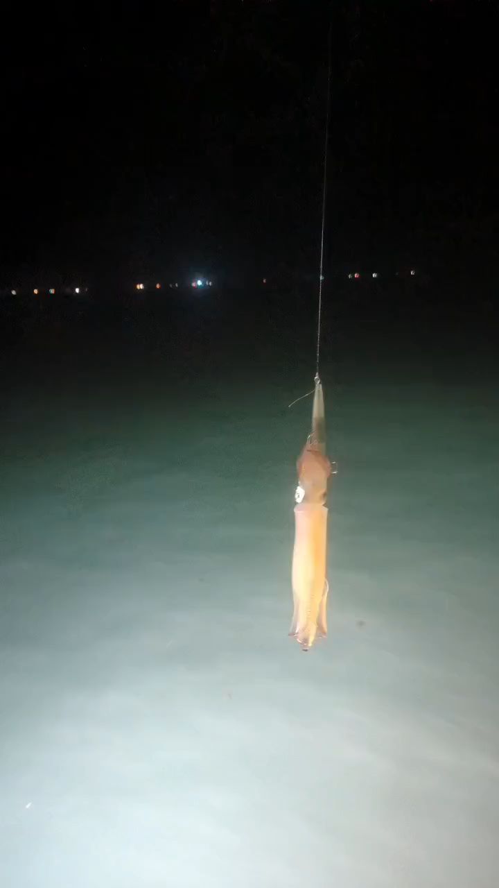 海钓鱿鱼(海钓鱿鱼为何要少吃) 海钓鱿鱼(海钓鱿鱼为何要少吃)