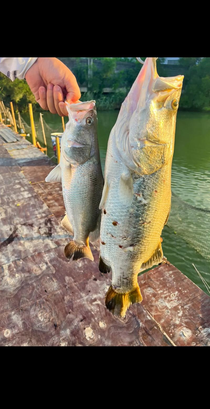 江边适合路亚(江边用路亚钓鱼用什么假饵好)
