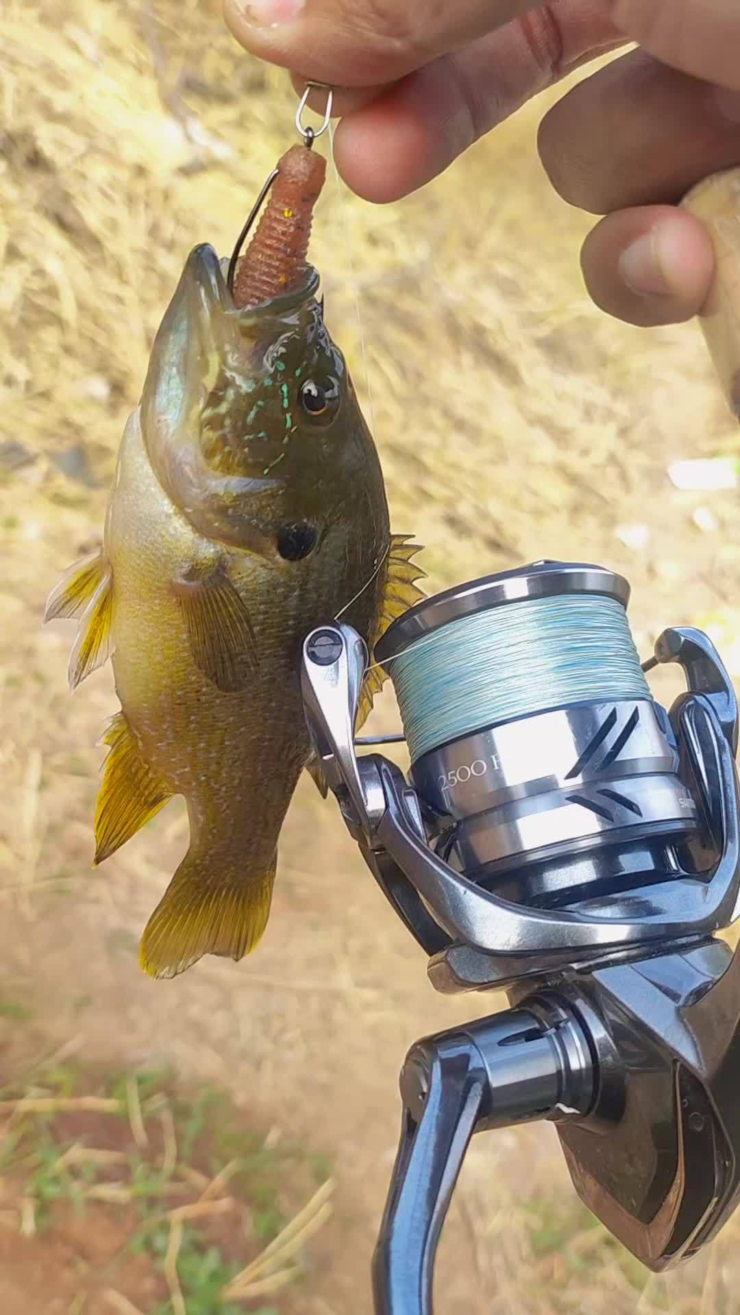 路亚钓鱼鱼种(路亚不同鱼种的钓饵选择) 路亚钓鱼鱼种(路亚不同鱼种的钓饵选择)