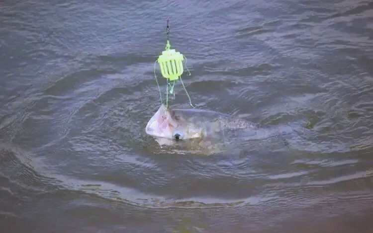 冬天钓土鲢鱼技巧(冬季钓土鲮调漂方法)