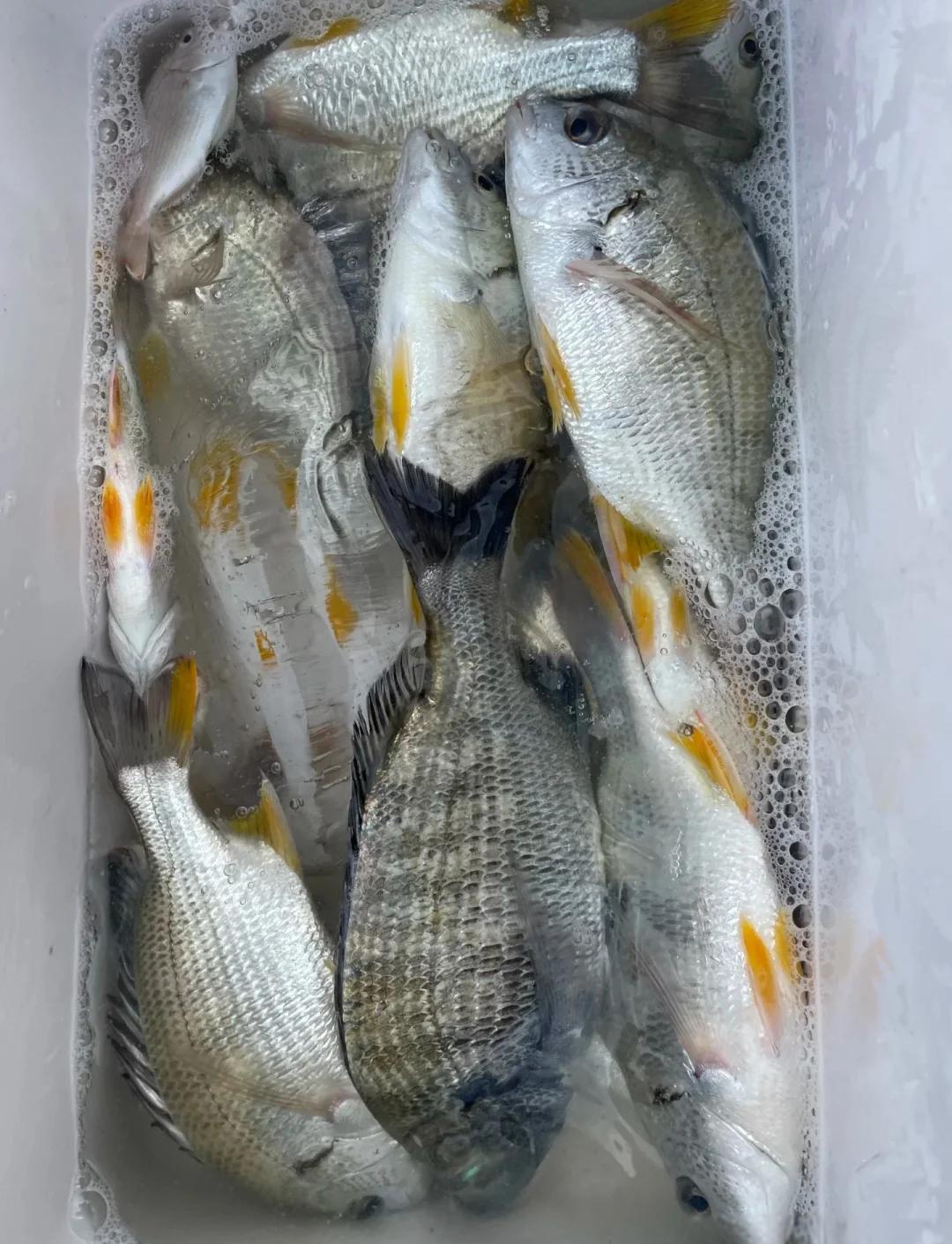 温州海钓鱼种(温州海钓鱼种分布)