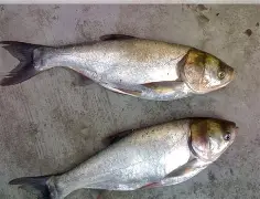 嘉陵江钓鲢鳙技巧(嘉陵江如何钓大鲤鱼) 嘉陵江钓鲢鳙技巧(嘉陵江如何钓大鲤鱼)