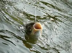 嘉陵江钓鲢鳙技巧(嘉陵江如何钓大鲤鱼) 嘉陵江钓鲢鳙技巧(嘉陵江如何钓大鲤鱼)