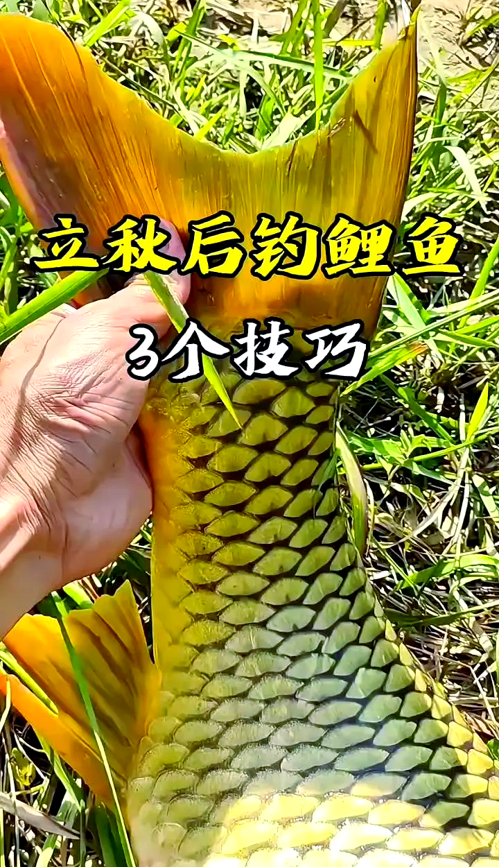 溜边钓鲤鱼的技巧(溜边钓鲤鱼的技巧视频) 溜边钓鲤鱼的技巧(溜边钓鲤鱼的技巧视频)