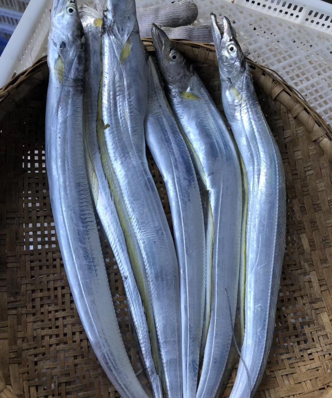 南海钓带鱼好吃吗(南海带鱼多少钱一斤) 南海钓带鱼好吃吗(南海带鱼多少钱一斤)