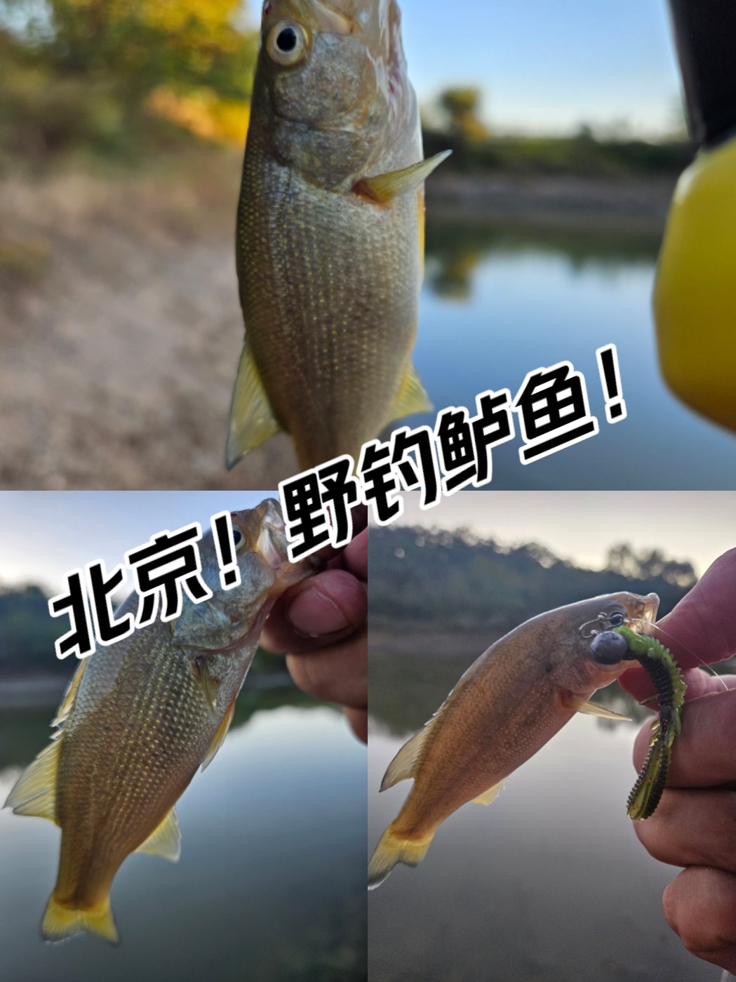 北京清明路亚(北京清河路亚在哪钓) 北京清明路亚(北京清河路亚在哪钓)