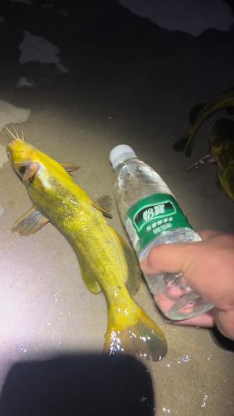 路亚假饵钓黄辣丁(路亚假饵钓黄辣丁好用吗)